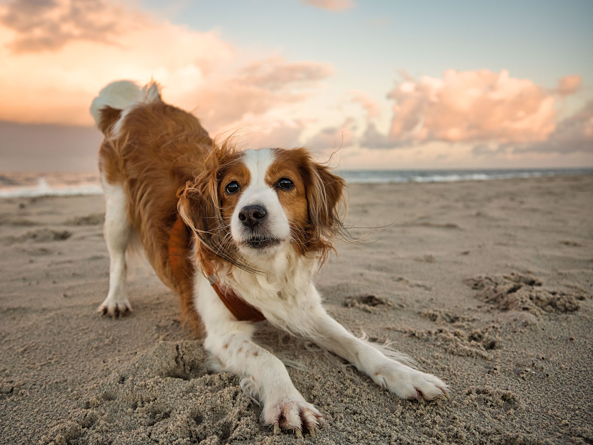 Hund på stranden